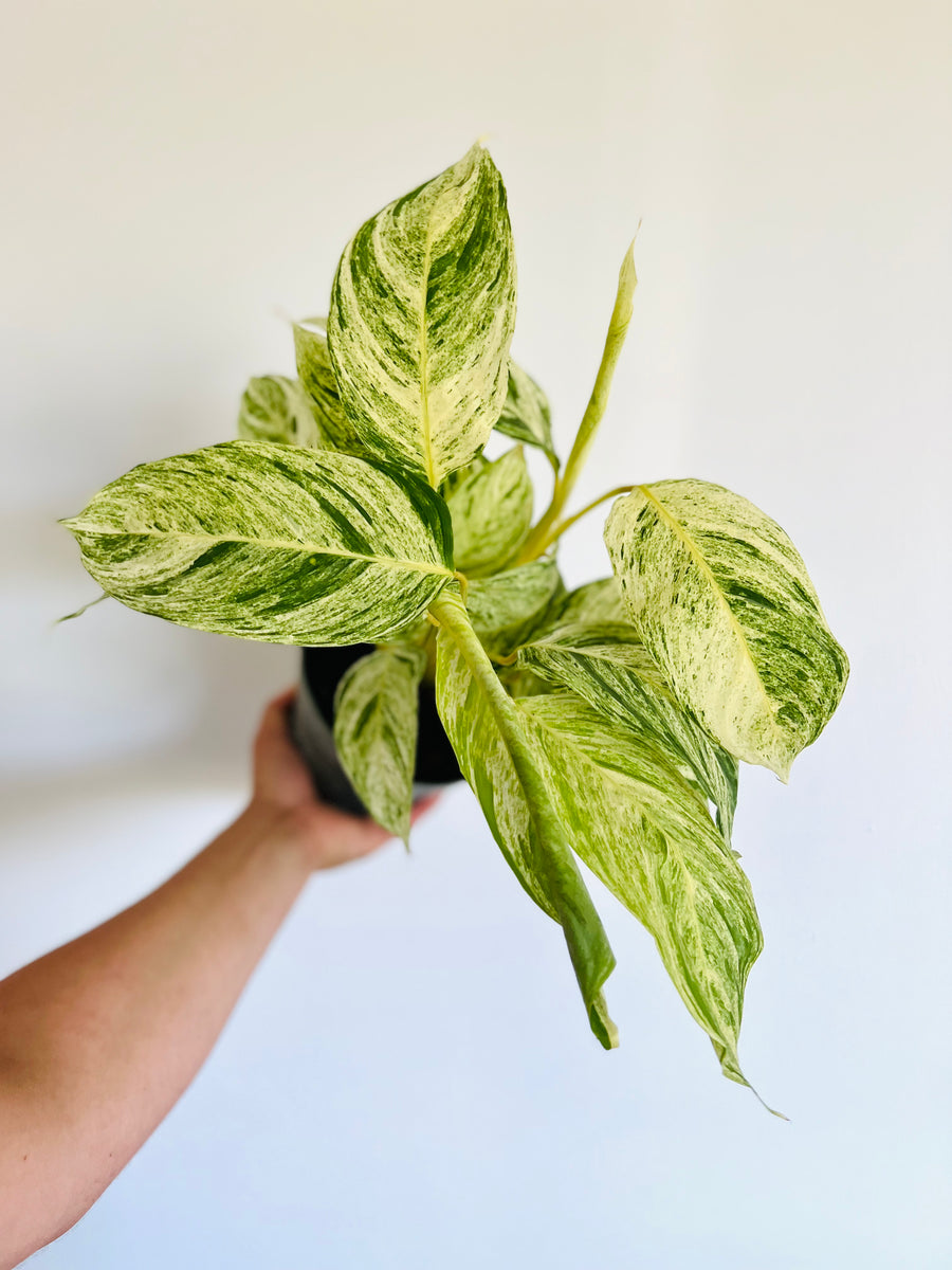 Stromanthe Charlie - Variegated Stromanthe - High Variegation - 6