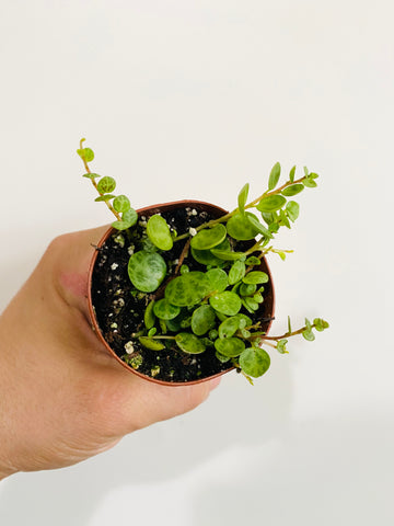 String of Turtles - Peperomia Prostrata - 2