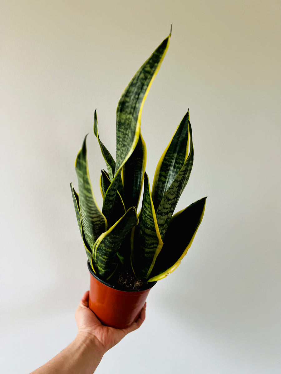 sansevieria buy online Sansevieria Superba