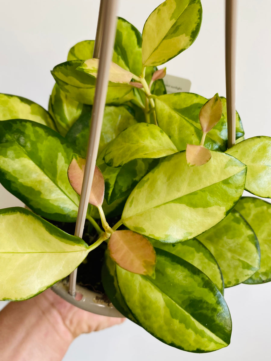 Hoya Australis ‘Lisa’ - 4.5