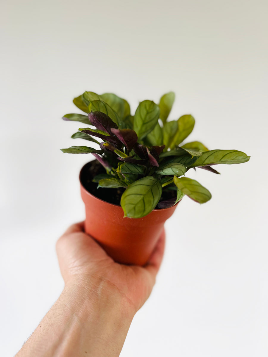 Calathea Burle Marxii Amagris - 4