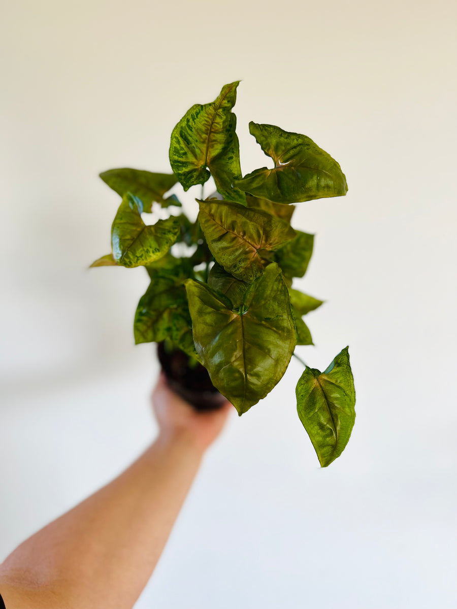 Syngonium Christmas Tricolor - 5