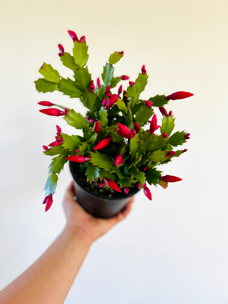 Christmas Cactus -Schlumbergera Zygocactus - 6