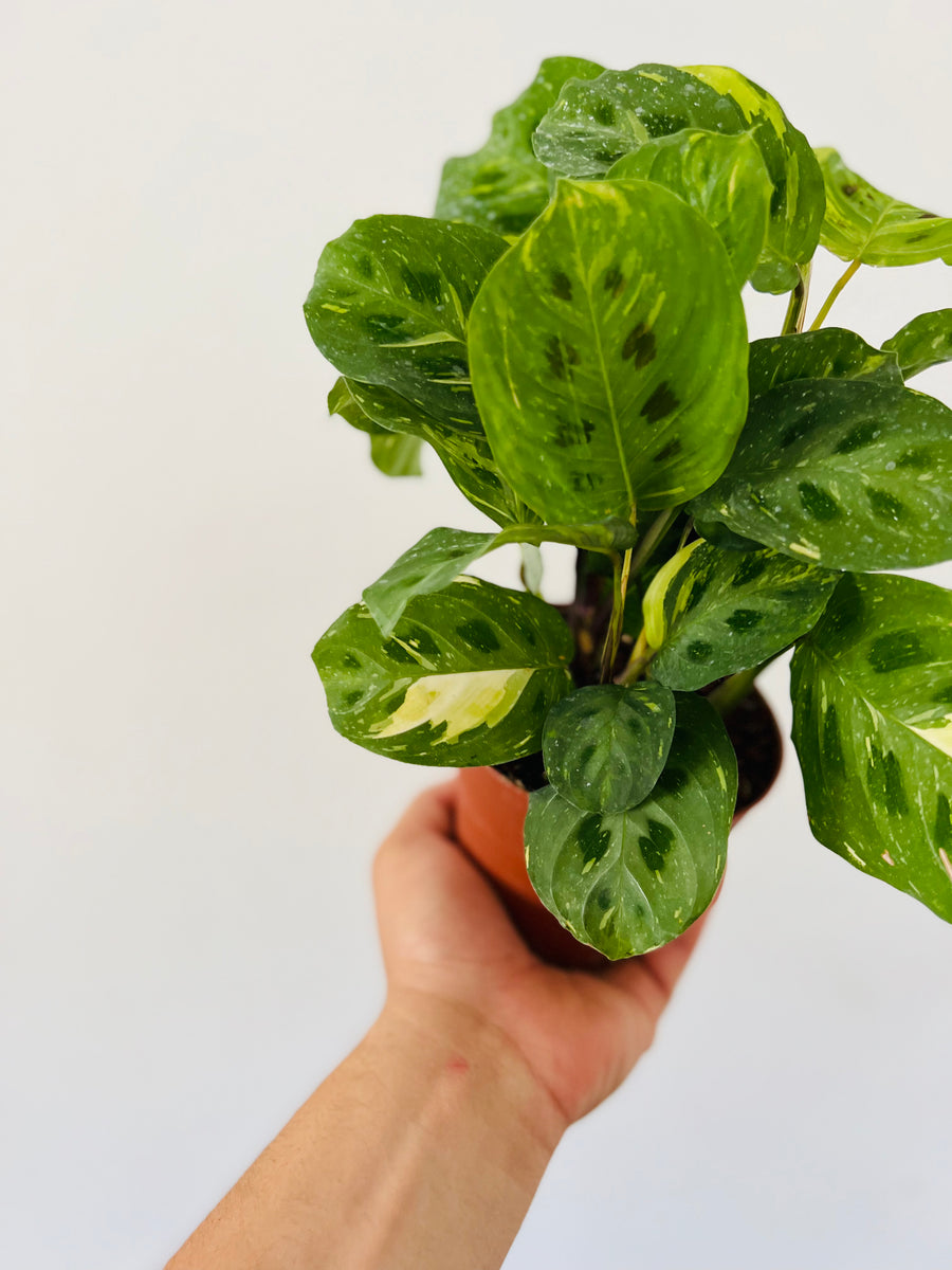 Maranta Leuconeura 'Beauty Kim' - Variegated Prayer Plant - 4