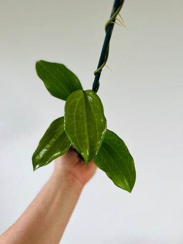 Hoya Quinquenervia - 4