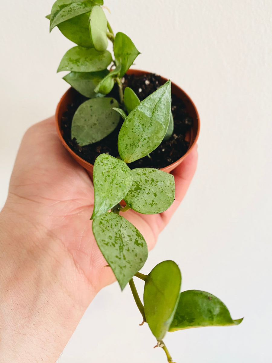 Hoya Krohniana ‘Super Silver’ - 3