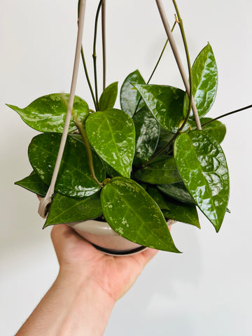 Hoya Parasitica 'Black Margin' - 6