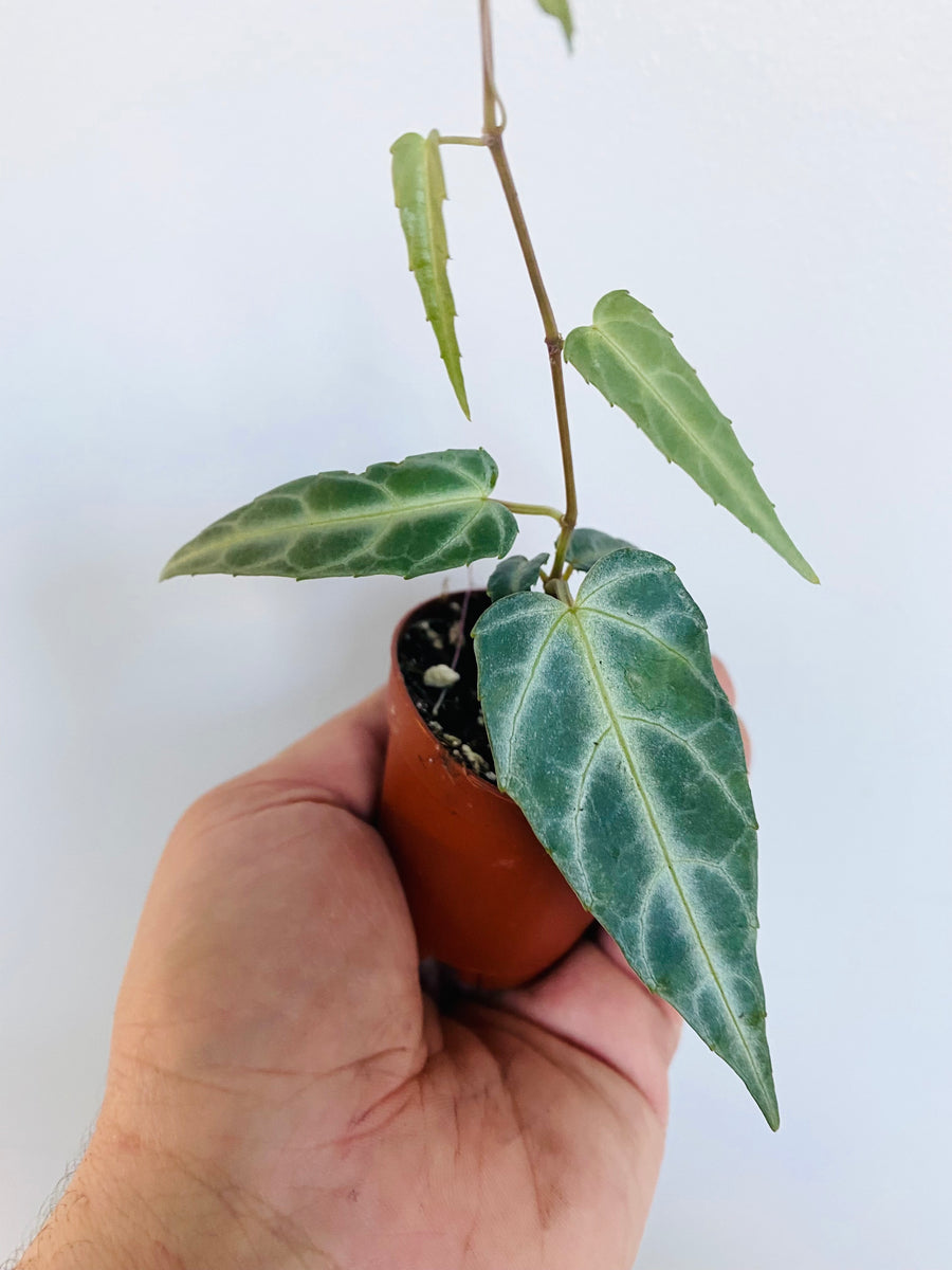 Cissus Amazonica - Begonia Vine - 2