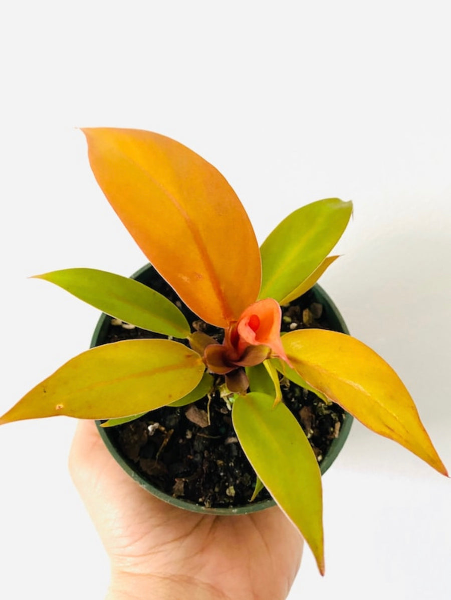 orange philodendron for sale Prince of Orange Philodendron - Easy to Grow
