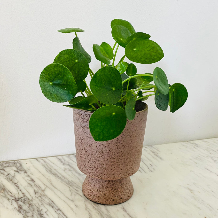 Camille Planter - 4.5