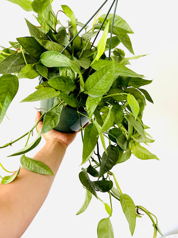 Cebu Blue Pothos - Epipremnum Pinnatum ‘Cebu Blue’ - 8