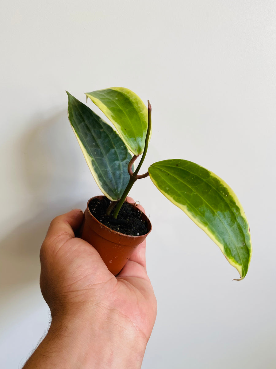 Hoya Macrophylla 