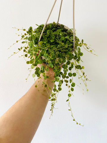 String of Turtles - Peperomia Prostrata - 4.5