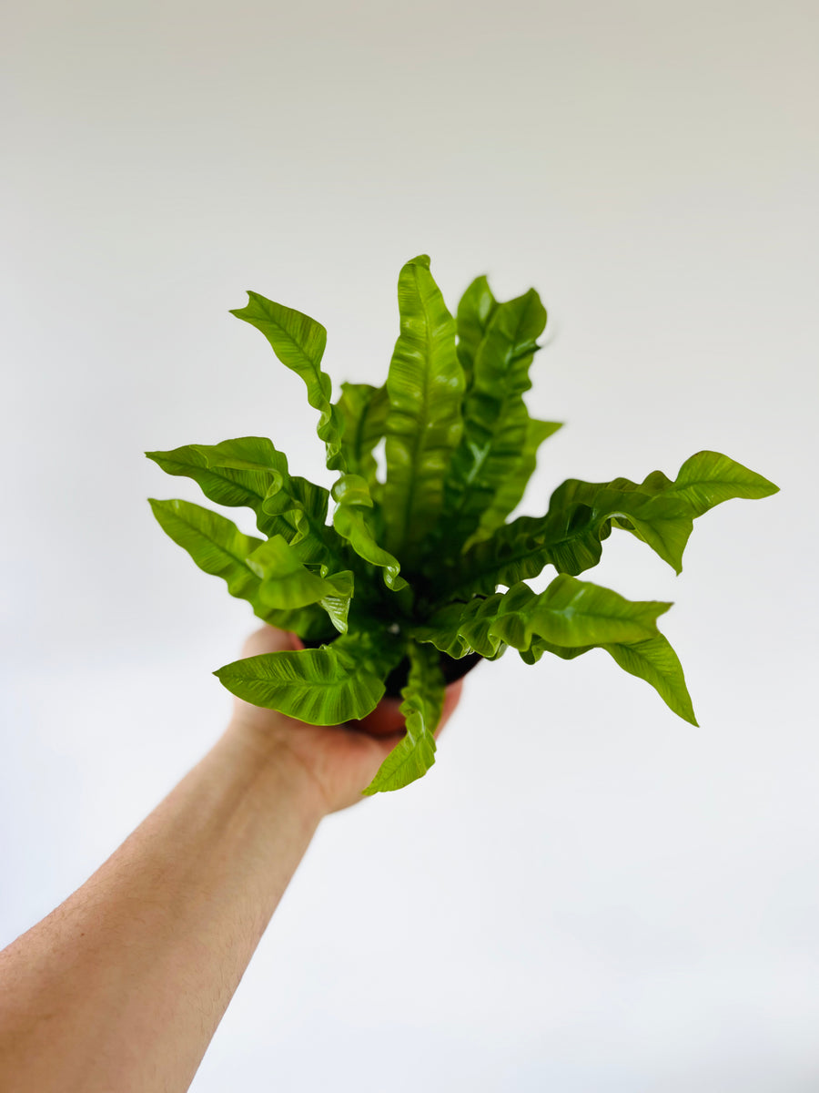 Crispy Wave Fern - Asplenium Nidus - 4