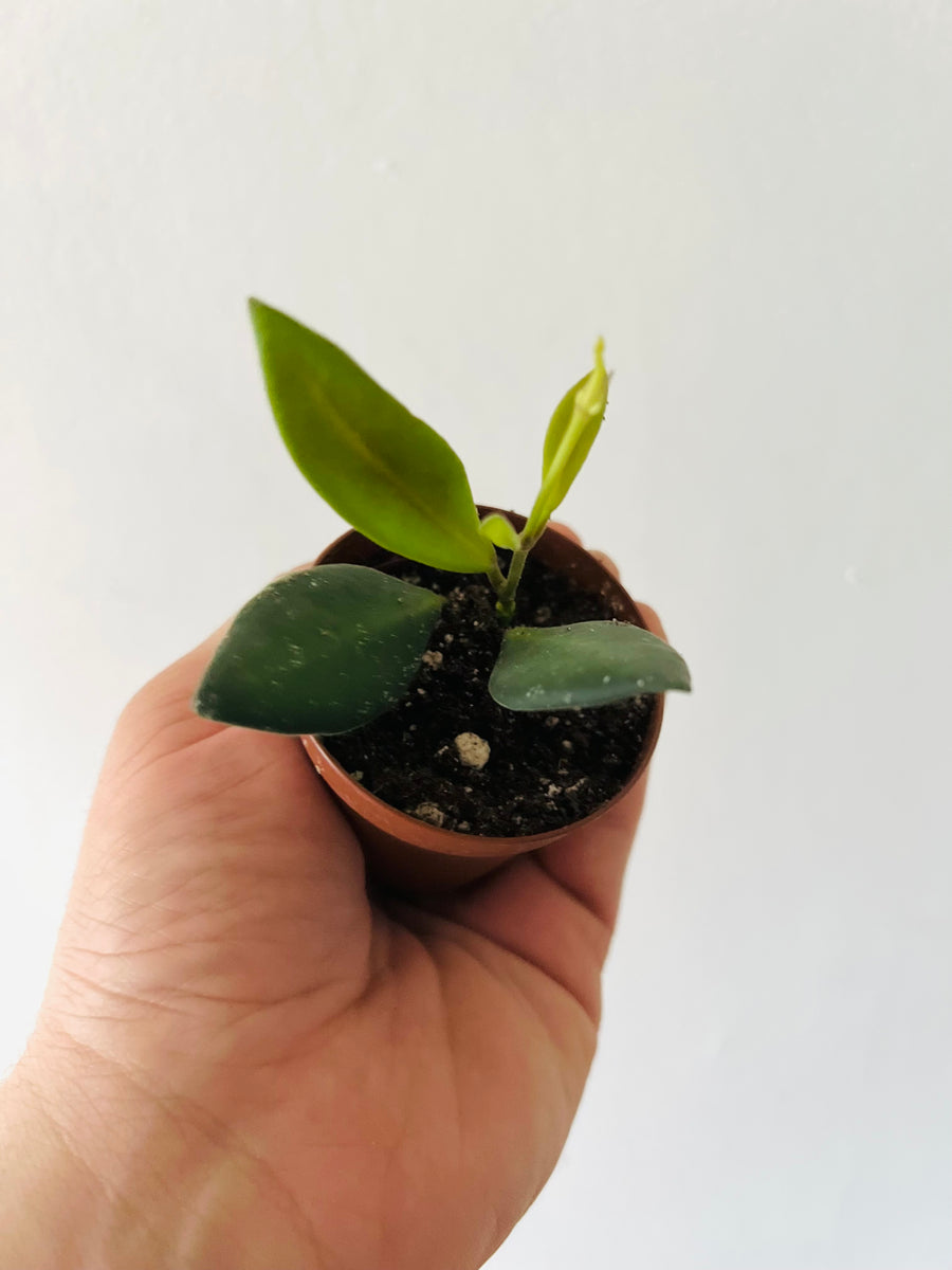 Hoya sp. aff Burtoniae - 2
