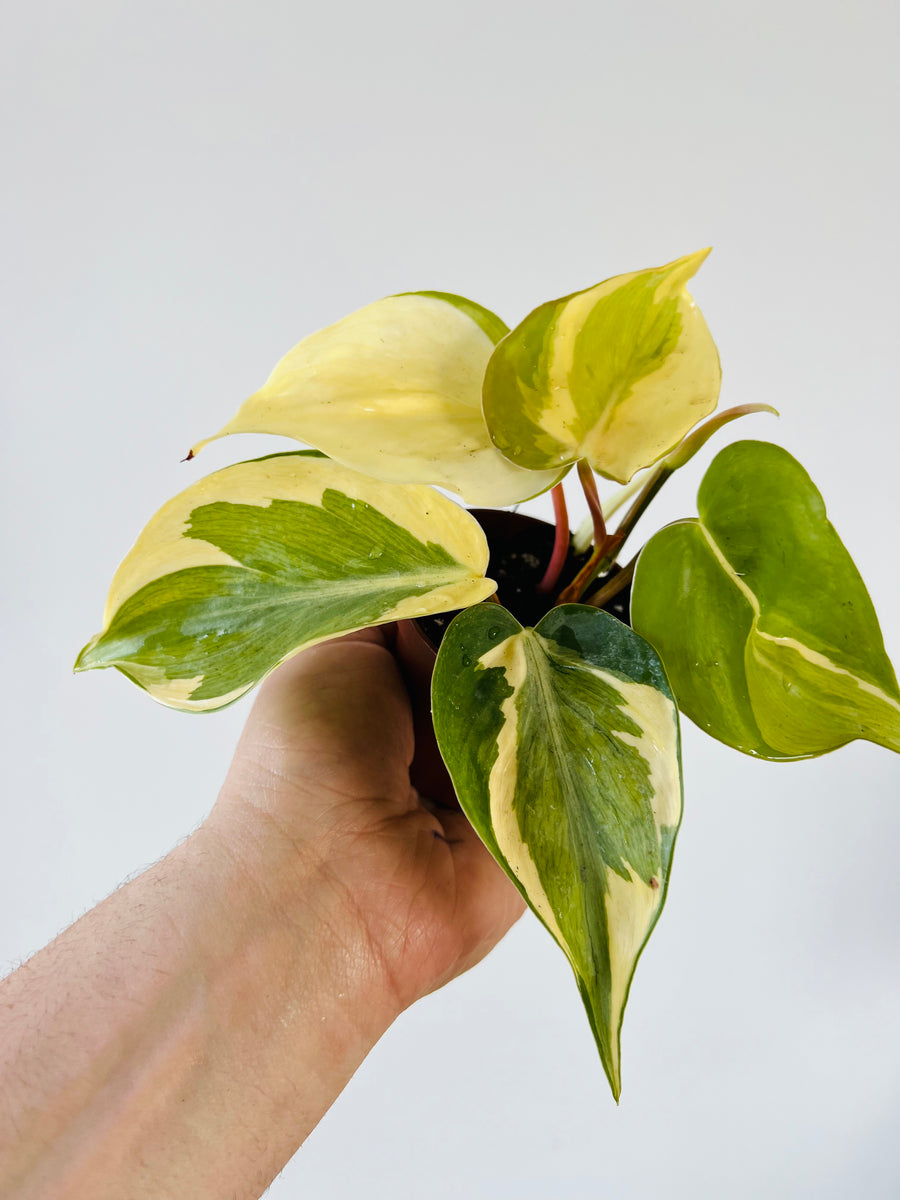 Philodendron Cream Splash - Grown From Mother Plant B - 3