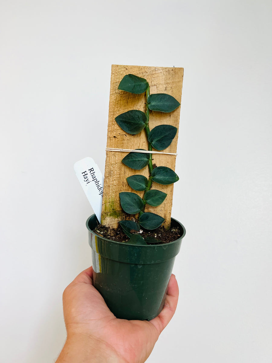Rhaphidophora Hayii - Shingle Plant - 4