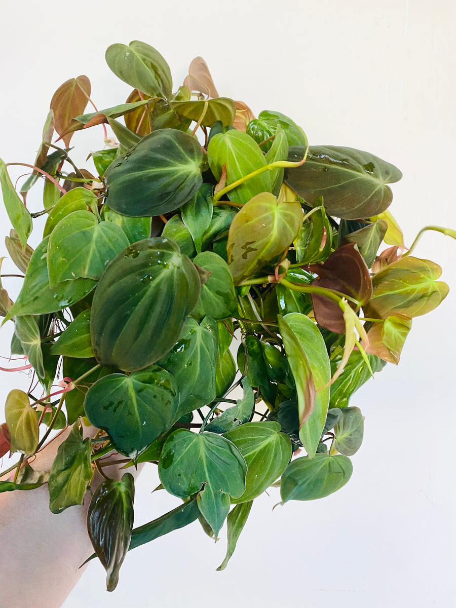 Philodendron Micans - 6