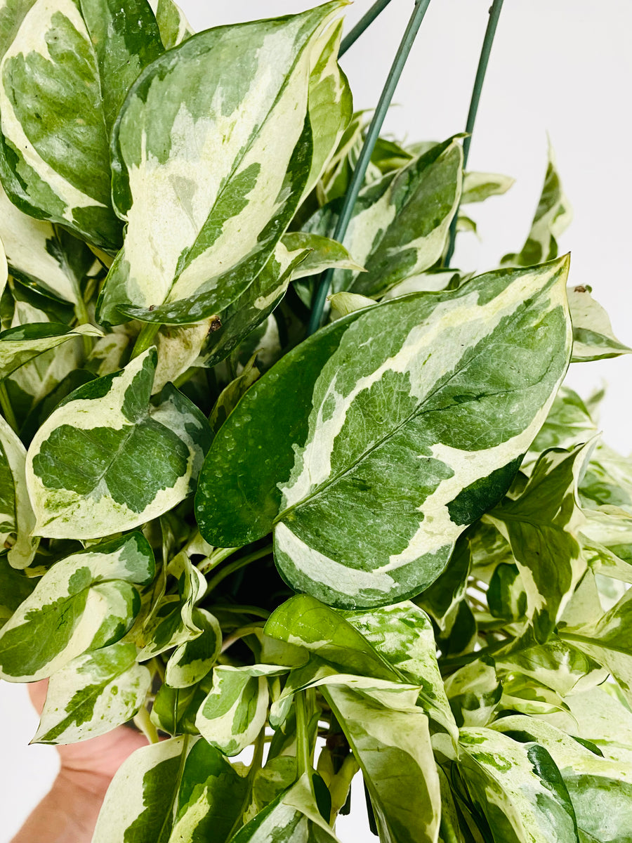 Pothos Pearls & Jade - Epipremnum Aureum 'Pearls & Jade' - 8