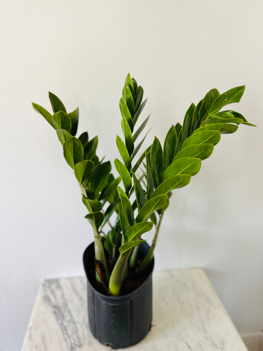 ZZ Plant - Zamioculcas Zamiifolia - Up to 3 Feet Tall - 10