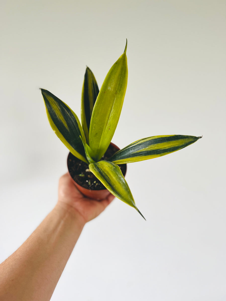 Sansevieria Flame - 4