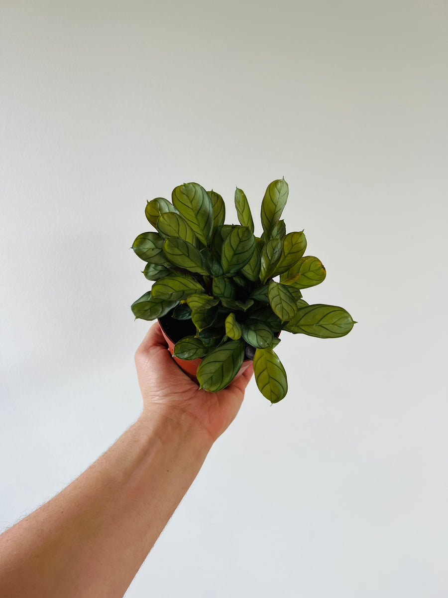 Calathea Burle Marxii Amagris - 4