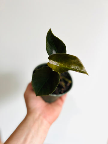 Alocasia Cuprea 'Red Secret' - Small Growth - 4