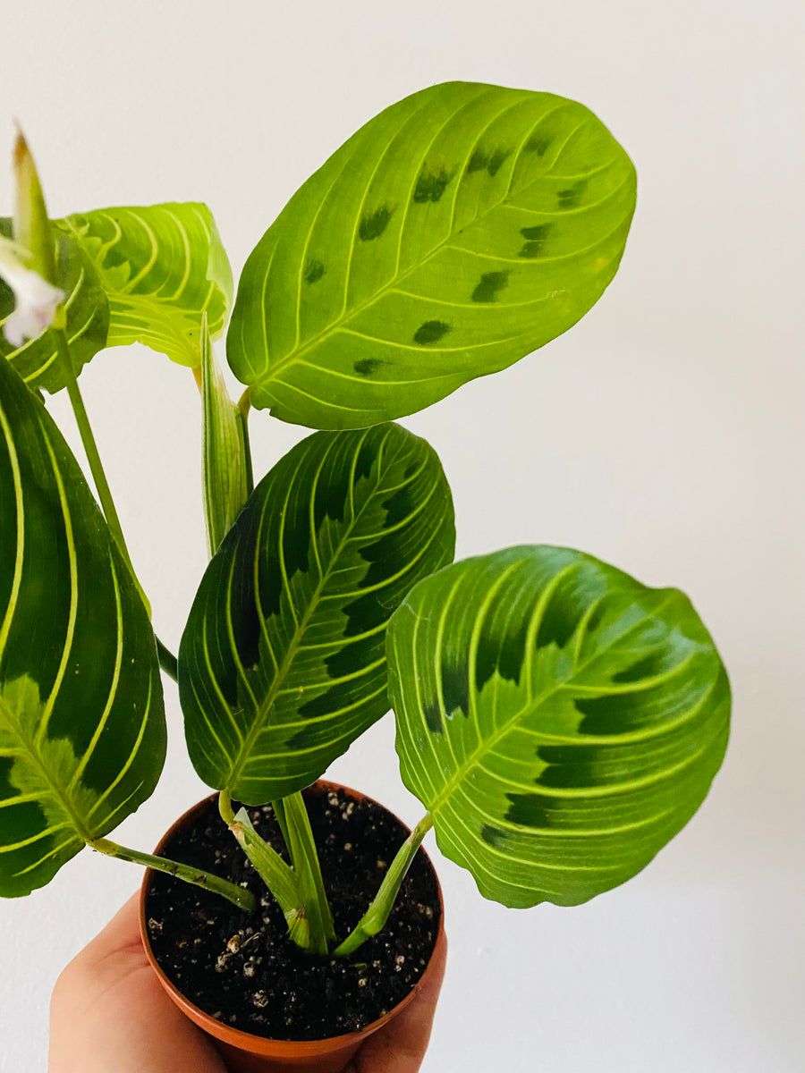 Maranta Leuconeura 'Lemon' - Lemon Lime Prayer Plant - 3