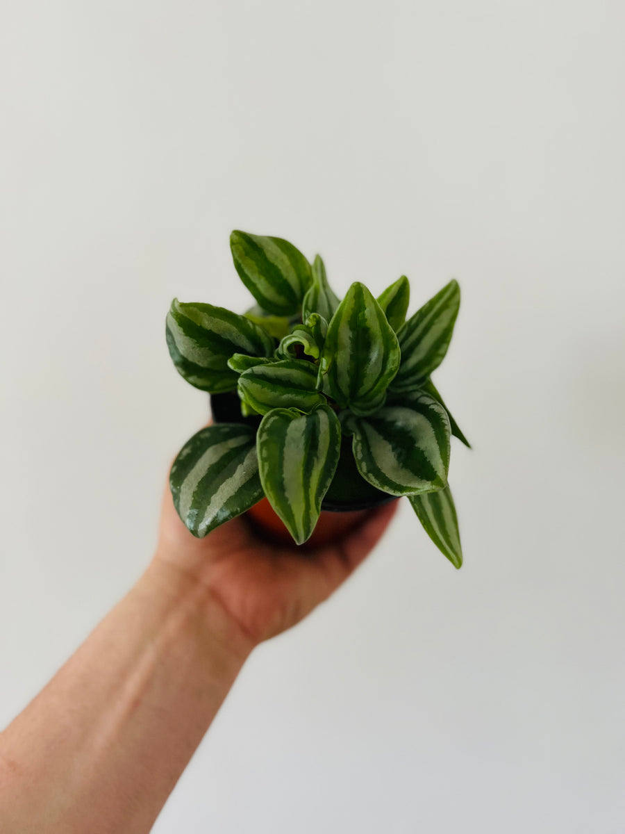 Peperomia Little Melon - Mini Watermelon - 4