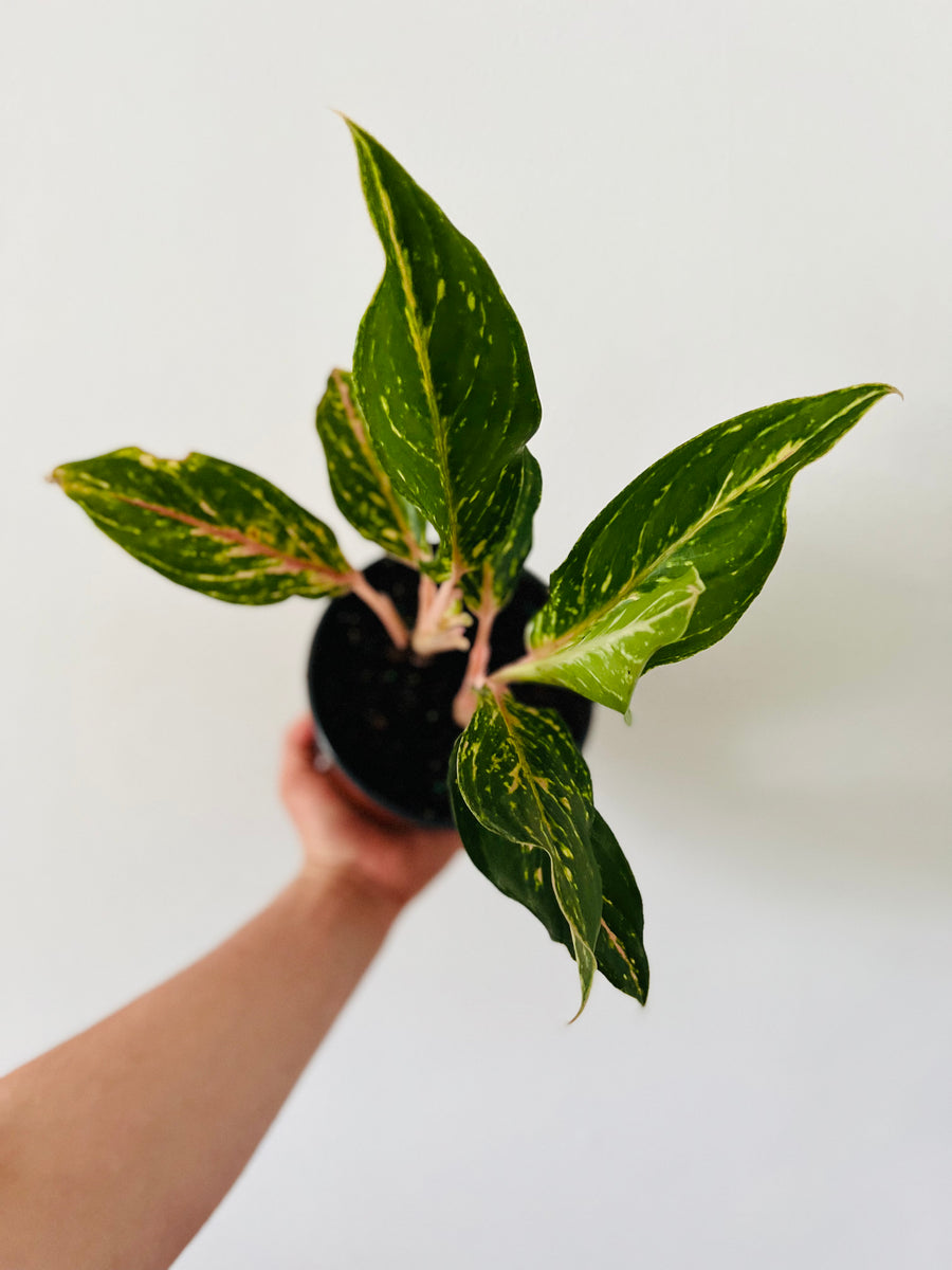 Aglaonema Melanie Joe - 6