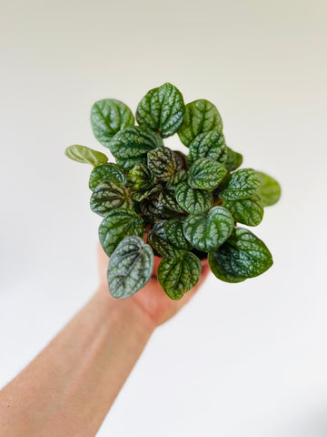 Peperomia Burbella - Crocodile Peperomia - 4