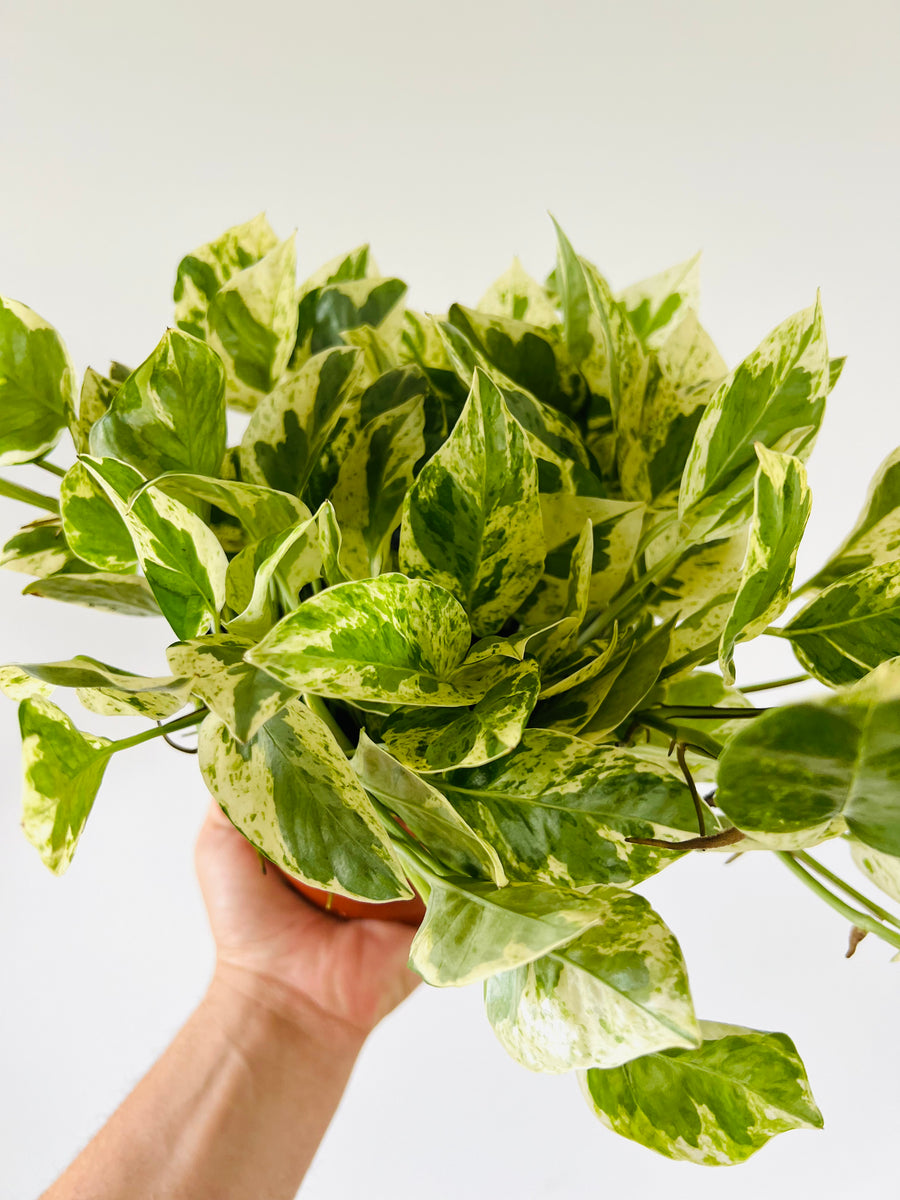 Pothos Pearls & Jade - Epipremnum Aureum 'Pearls & Jade' - Full Heads - 6