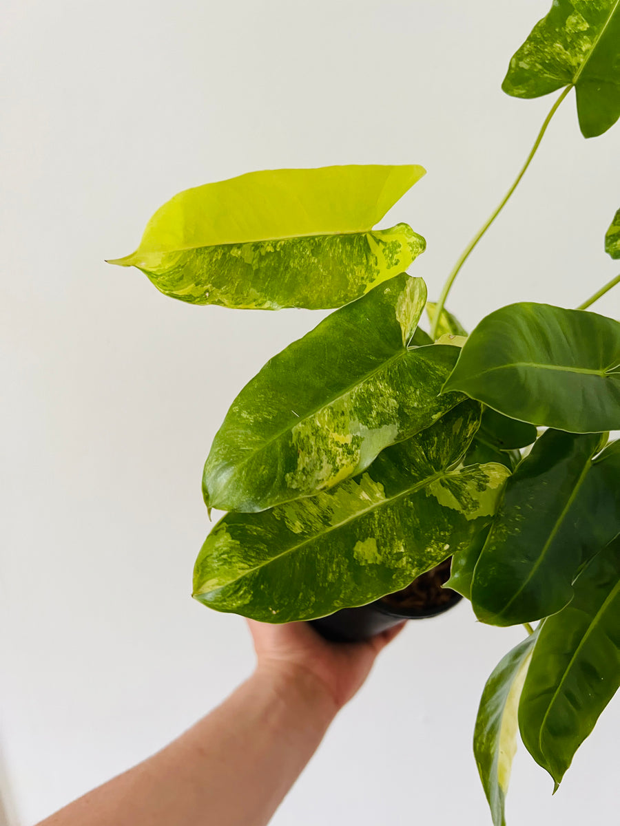Philodendron Burle Marx Variegated - 6