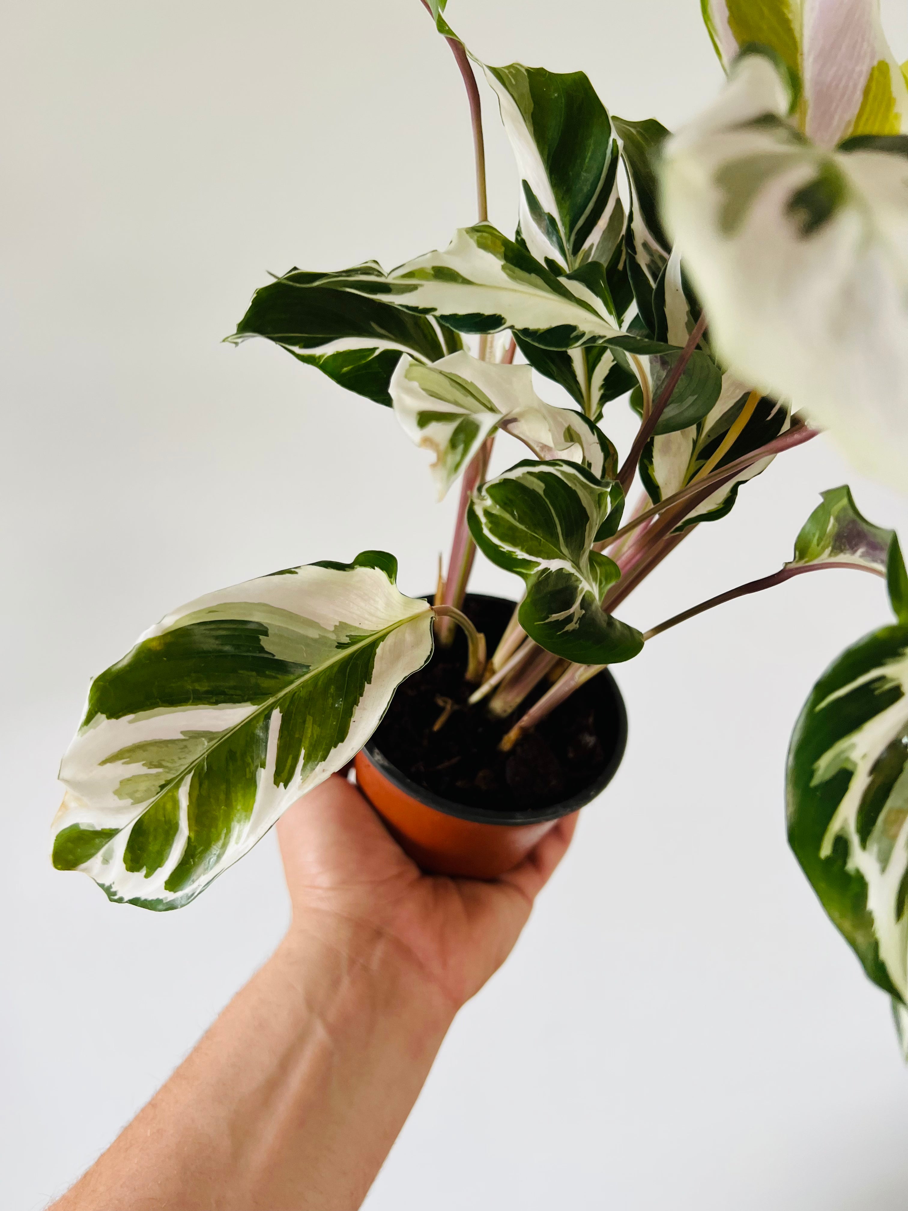 mini calathea CALATHEA STELLA