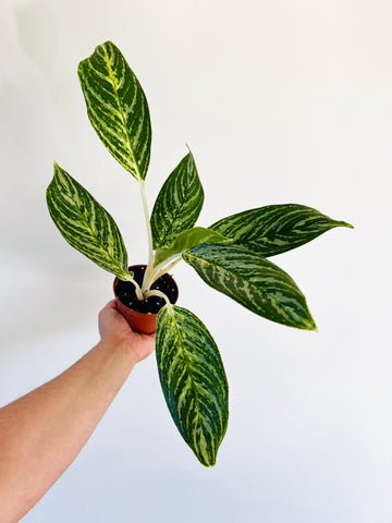Aglaonema Golden Madonna - 4