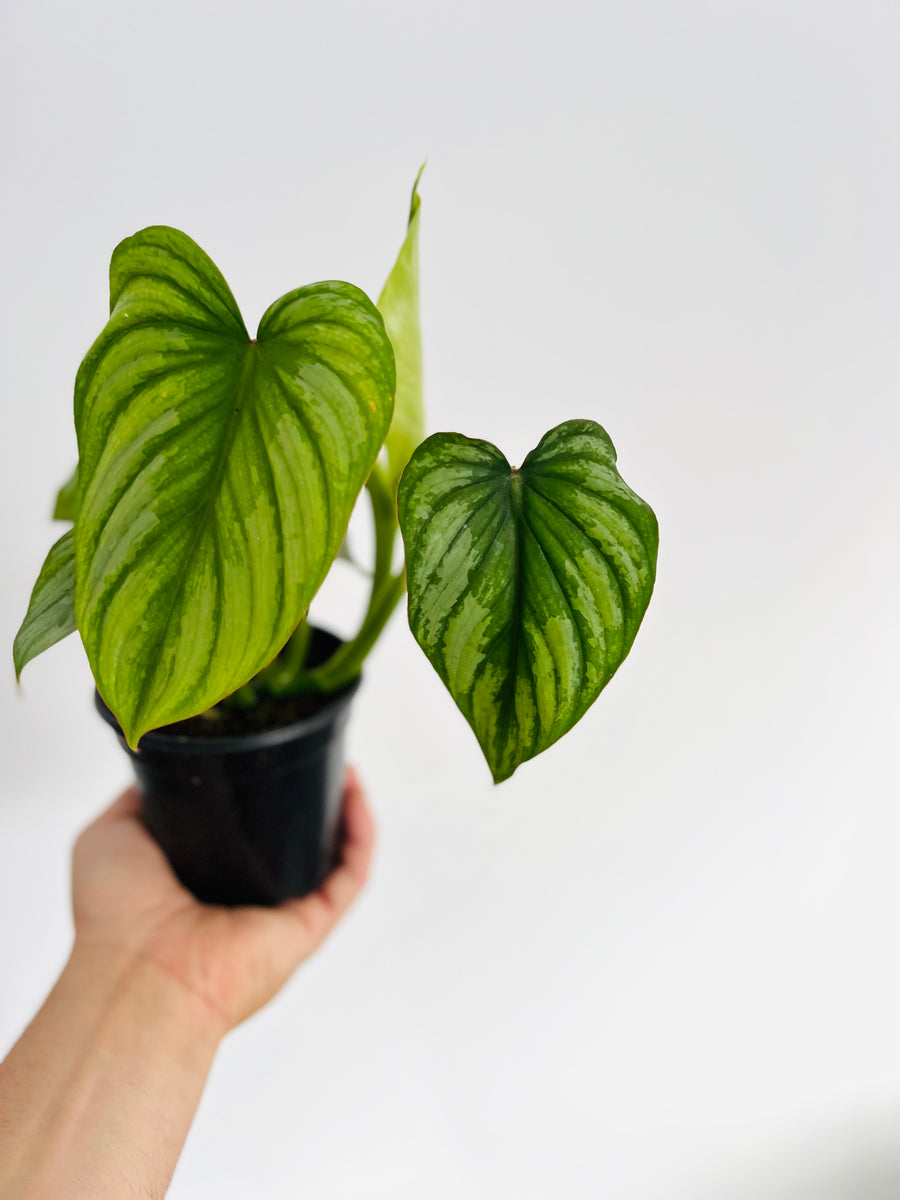 Philodendron Mamei Silver Cloud - 4