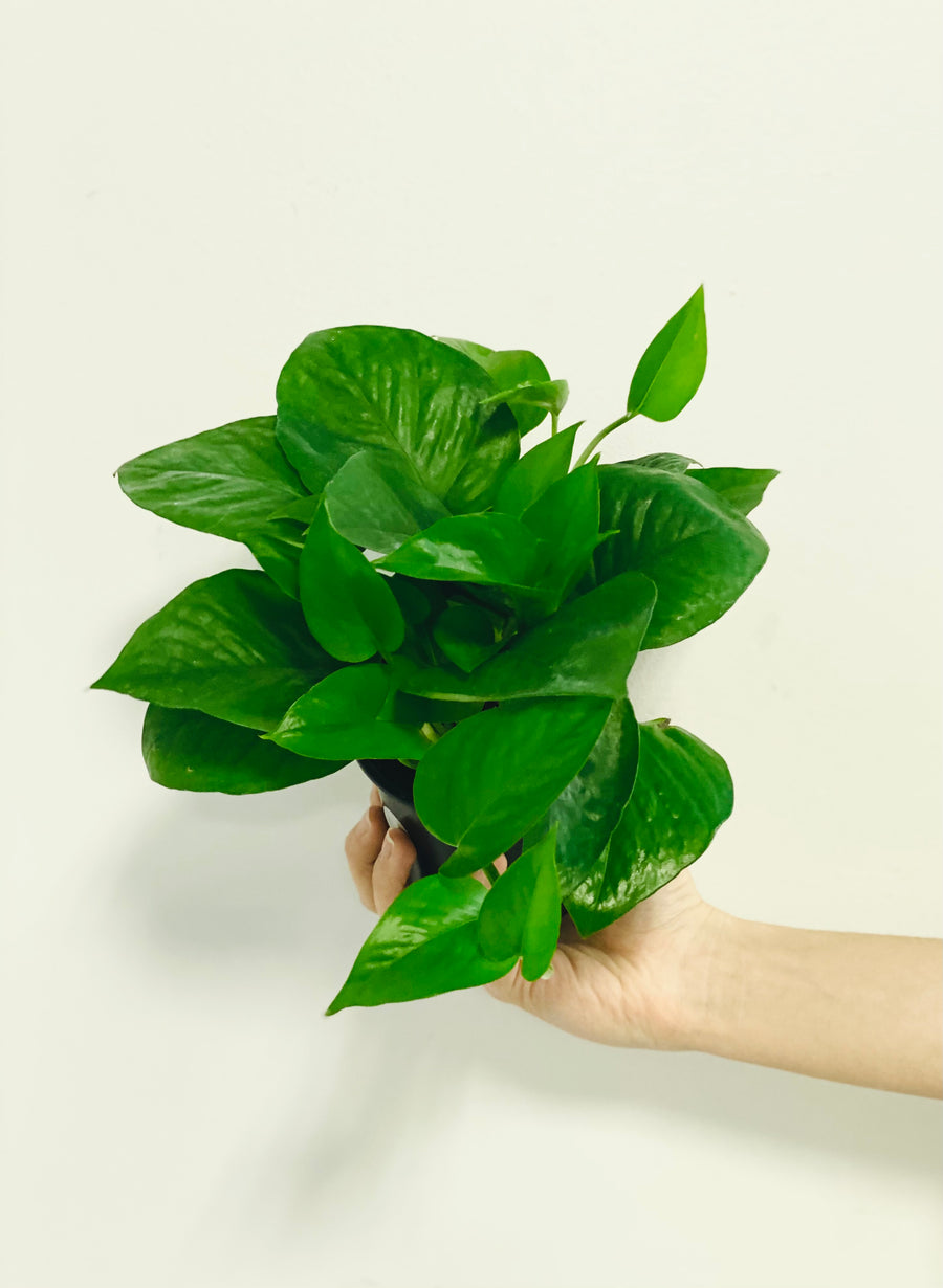 pothos jade Jade pothos, Epipremnum Aureum