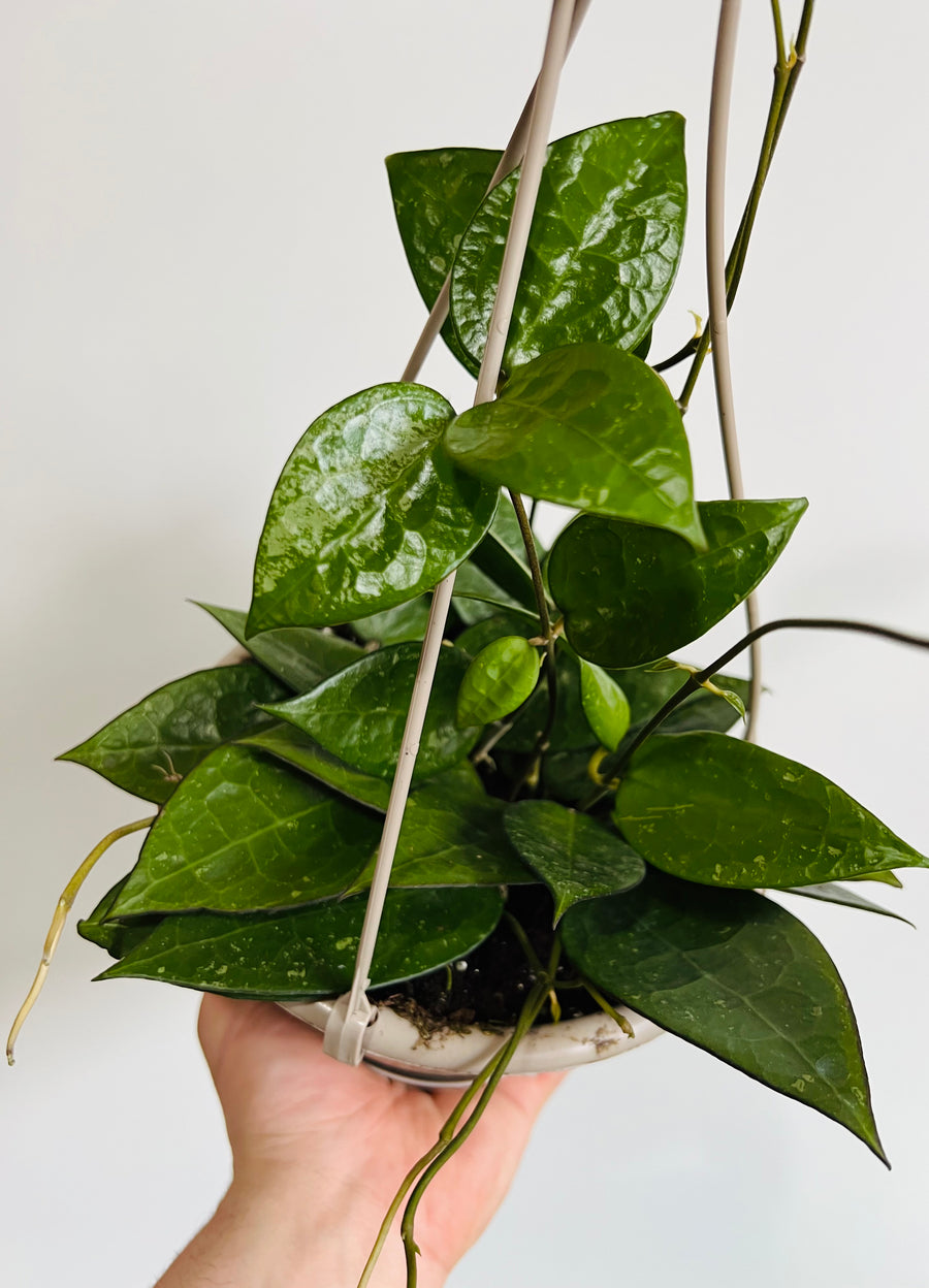 Hoya Parasitica 'Black Margin' - 6