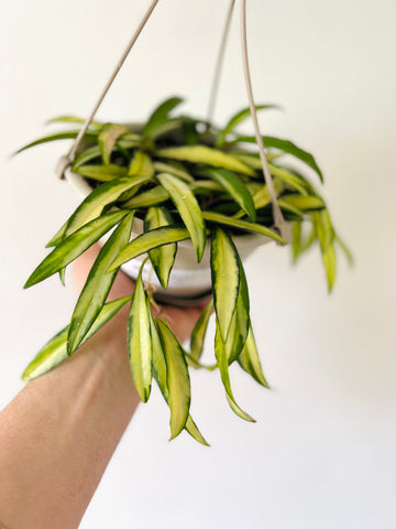 Hoya Wayetii 'Variegated' - 6