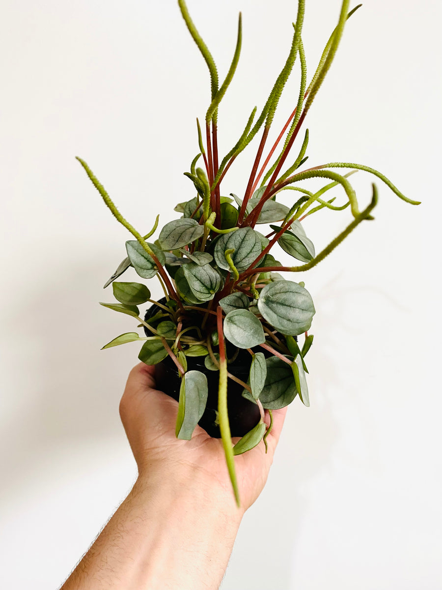 Peperomia Caperata 'Napoli Nights’ - 4