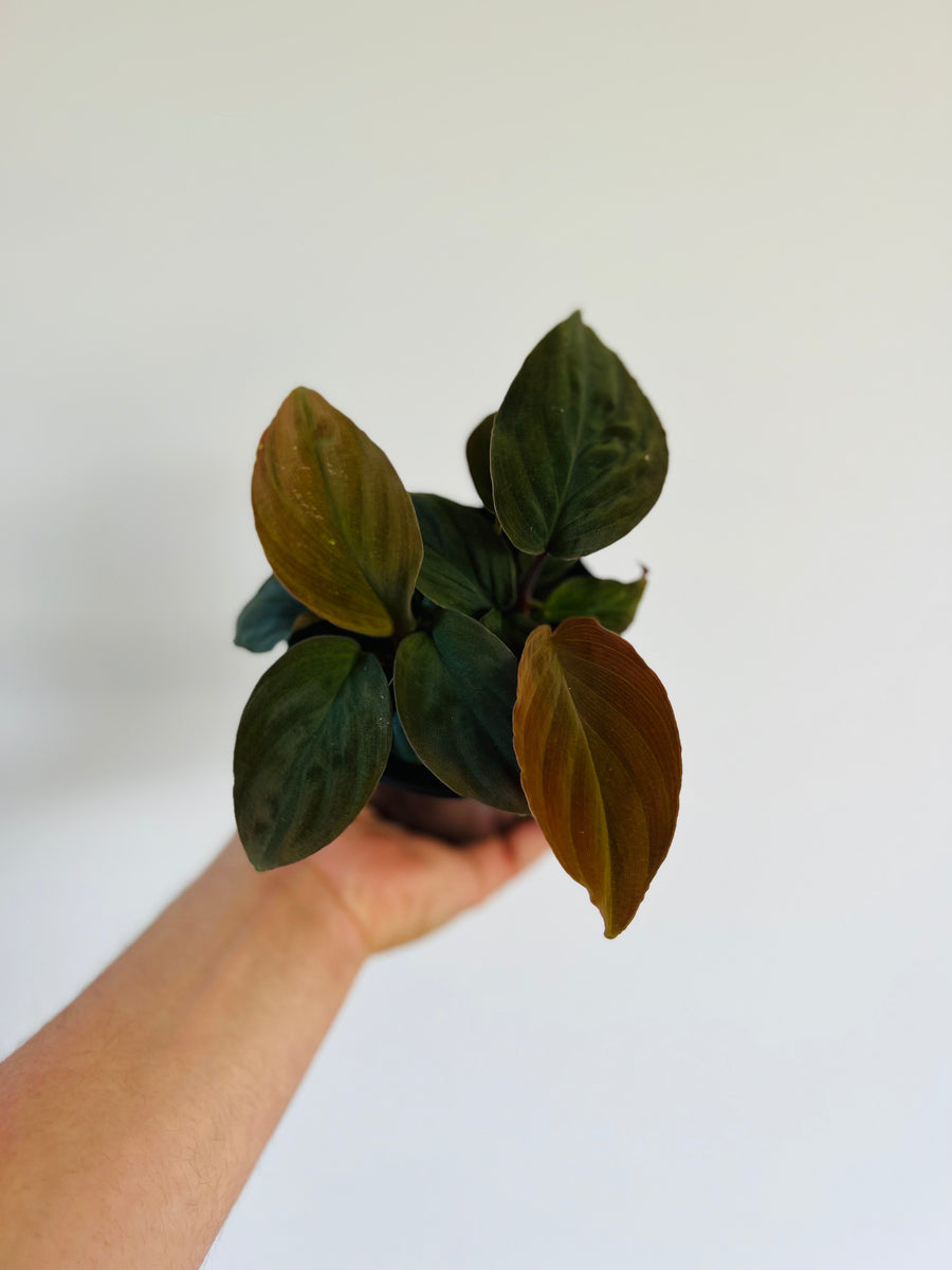 Homalomena Humilis Red Velvet - Rare Aroid - 4