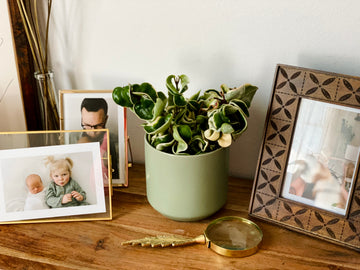 Modern Matte Pot in Olive - 4.75