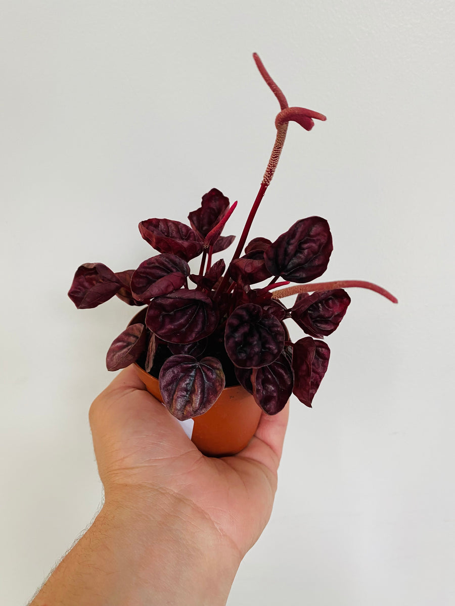 Peperomia Caperata 'Shumi Red' - 4