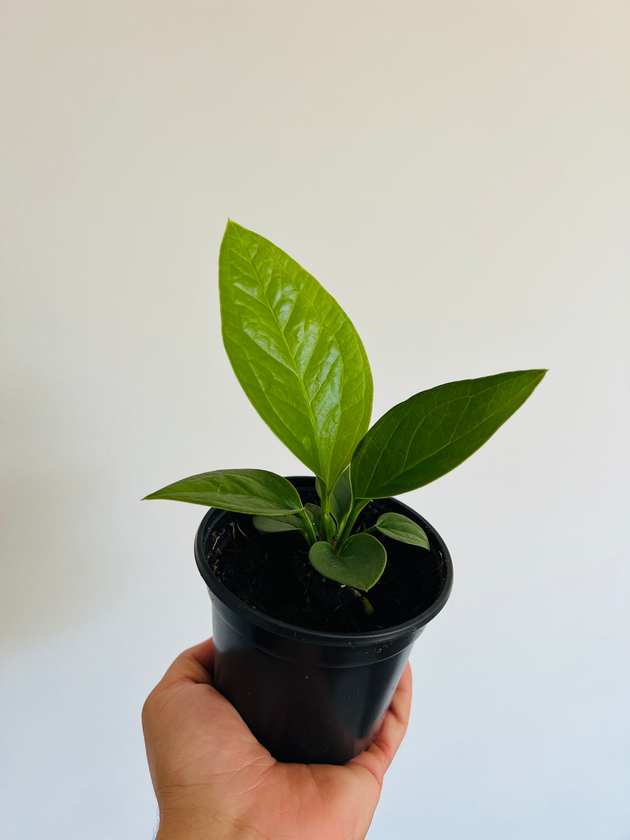 Anthurium Jenmanii - 4