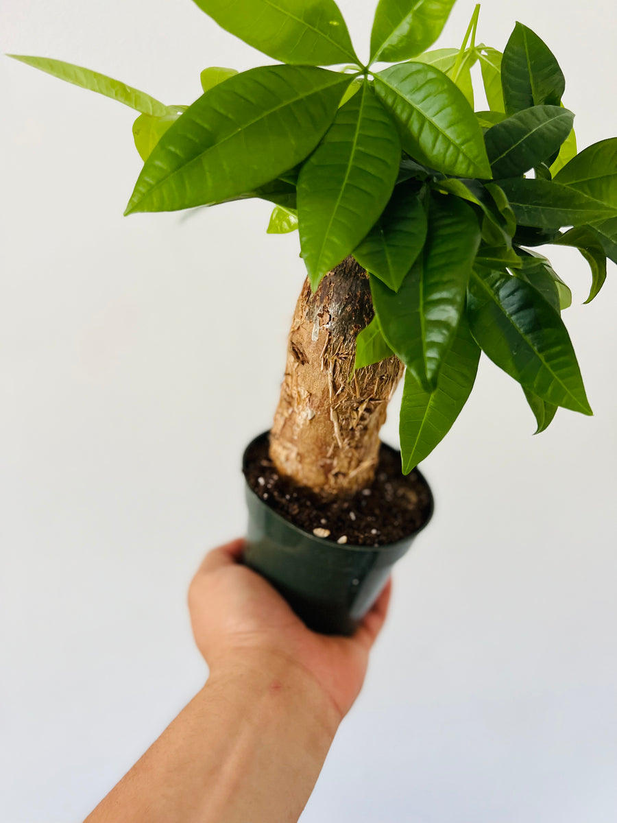 Money Tree Stump - Pachira Aquatica - 4