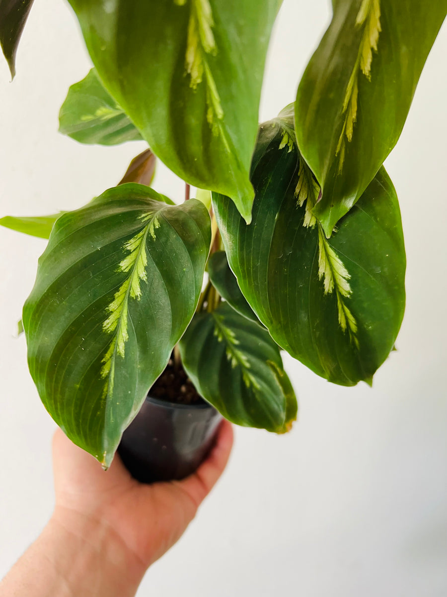 Calathea 'Maui Queen' - 4