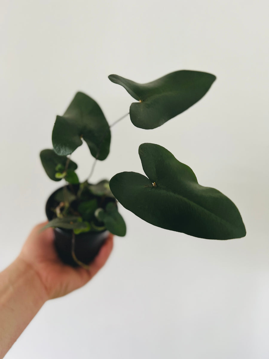 Heart Fern - 4