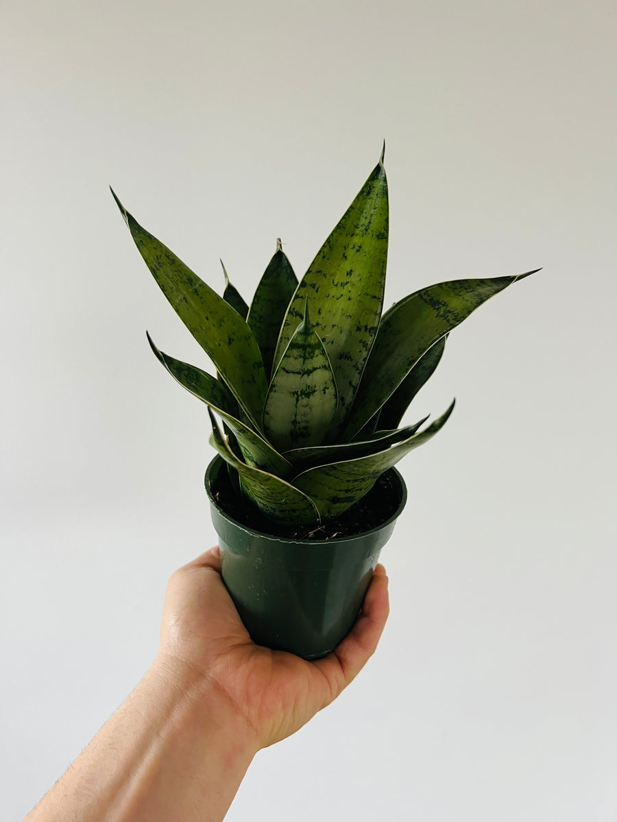 Sansevieria Hahnii Silver - Hahnii Snake Plant - 4