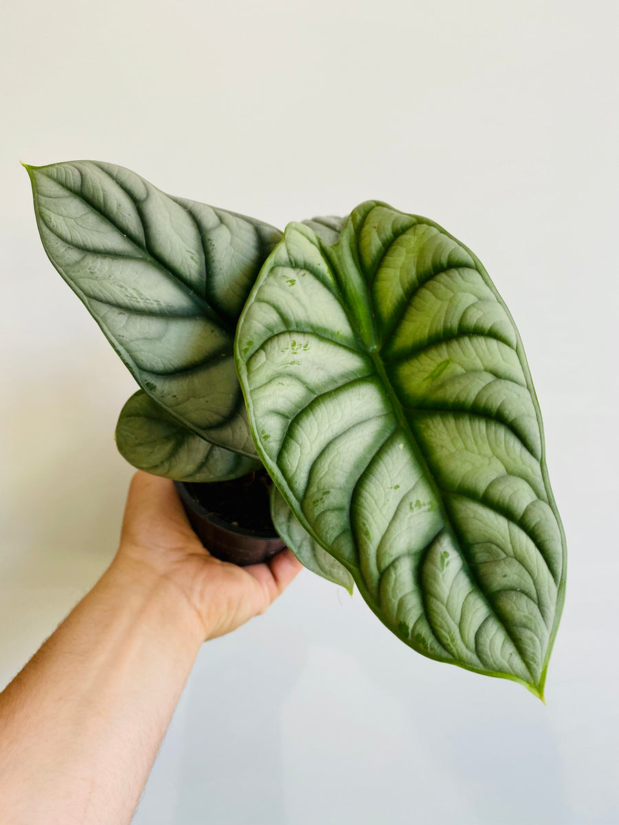 Alocasia Baginda 'Silver Dragon' - Jewel Alocasia - 4