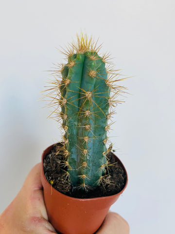 Blue Columnar Cactus - Pilosocereus Pachycladus - 2
